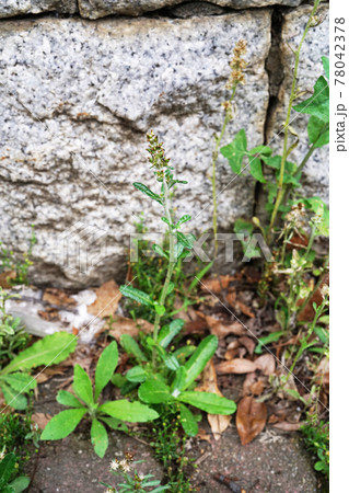 ウスベニチチコグサ ウスベニチチコグサ 78042378