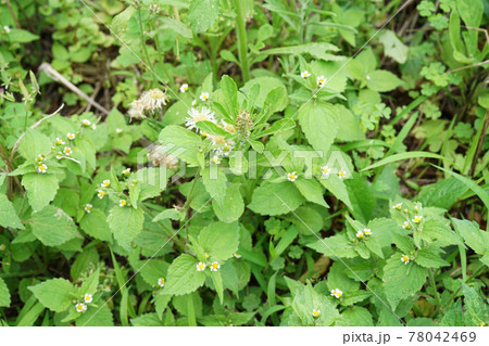チチコグサモドキ チチコグサモドキ 78042469