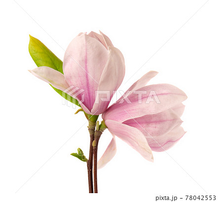 Magnolia flower isolated on white background. Beautiful spring flowers. Magnolia flower isolated on white background. Beautiful spring flowers. 78042553