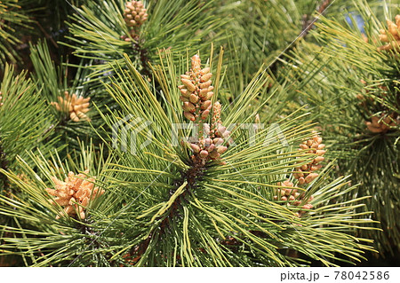 松ノ花 78042586