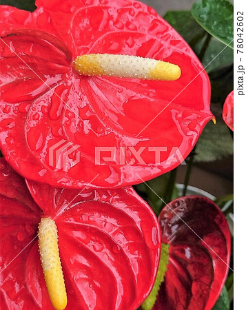 アンスリウムの赤い花の写真素材