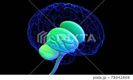 Human Brain Anatomy For Medical Concept 3D 78042608