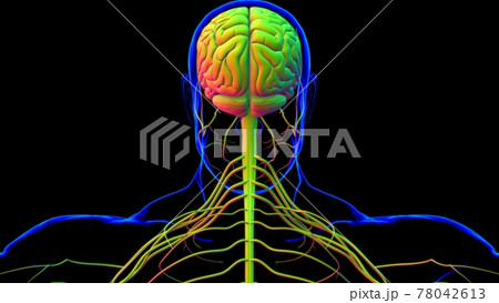Human Brain Anatomy For Medical Concept 3D Human Brain Anatomy For Medical Concept 3D 78042613