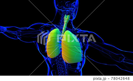 Lungs Human Respiratory System Anatomy For Medical Concept 3D Rendering Lungs Human Respiratory System Anatomy For Medical Concept 3D Rendering 78042648