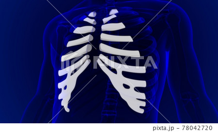 Human skeleton anatomy Costal Cartilage 3D Rendering Human skeleton anatomy Costal Cartilage 3D Rendering 78042720