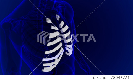 Human skeleton anatomy Costal Cartilage 3D Rendering 78042721