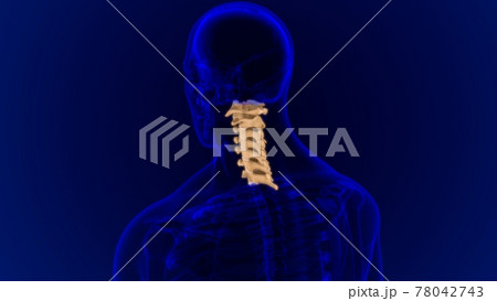 Human Skeleton Vertebral Column Cervical Vertebrae Anatomy 3D Human Skeleton Vertebral Column Cervical Vertebrae Anatomy 3D 78042743