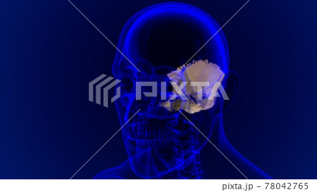 Human Skeleton Skull Occipital Bone Anatomy For Medical Concept Human Skeleton Skull Occipital Bone Anatomy For Medical Concept 78042765