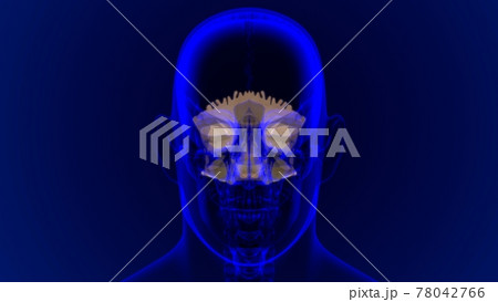 Human Skeleton Skull Occipital Bone Anatomy For Medical Concept Human Skeleton Skull Occipital Bone Anatomy For Medical Concept 78042766