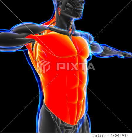 Torso Muscle Anatomy For Medical Concept 3D Illustration Torso Muscle Anatomy For Medical Concept 3D Illustration 78042939