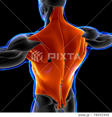 Torso Muscle Anatomy For Medical Concept 3D Illustration 78042940