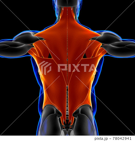 Torso Muscle Anatomy For Medical Concept 3D Illustration Torso Muscle Anatomy For Medical Concept 3D Illustration 78042941