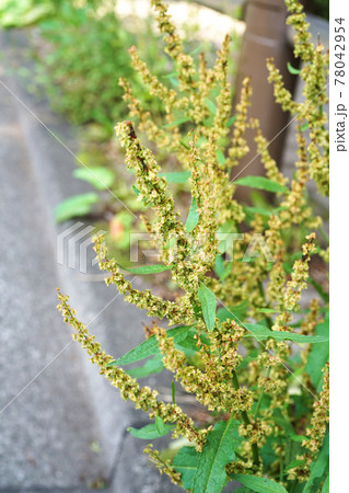 エゾノギシギシ 78042954