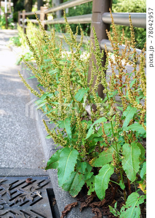 エゾノギシギシ エゾノギシギシ 78042957