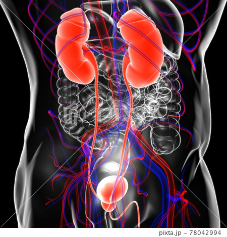 Human Urinary System Kidneys with Bladder Anatomy For Medical Concept 3D Rendering Human Urinary System Kidneys with Bladder Anatomy For Medical Concept 3D Rendering 78042994