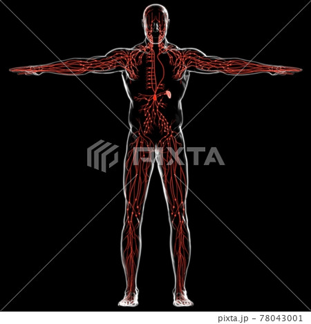 Human Lymph Nodes Anatomy For Medical Concept 3D Rendering 78043001