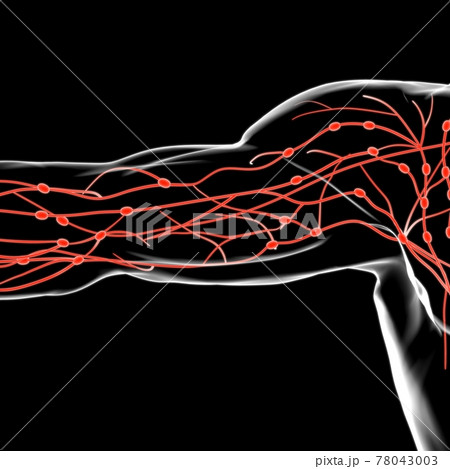 Human Lymph Nodes Anatomy For Medical Concept 3D Rendering Human Lymph Nodes Anatomy For Medical Concept 3D Rendering 78043003