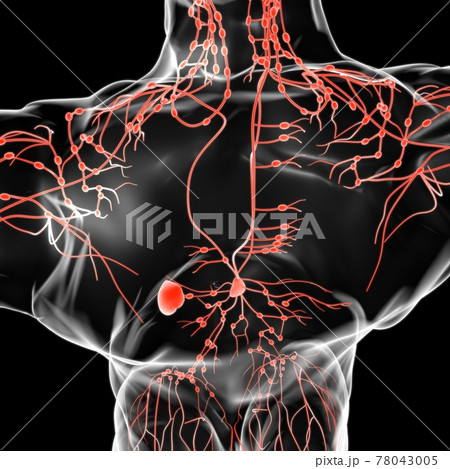 Human Lymph Nodes Anatomy For Medical Concept 3D Rendering 78043005