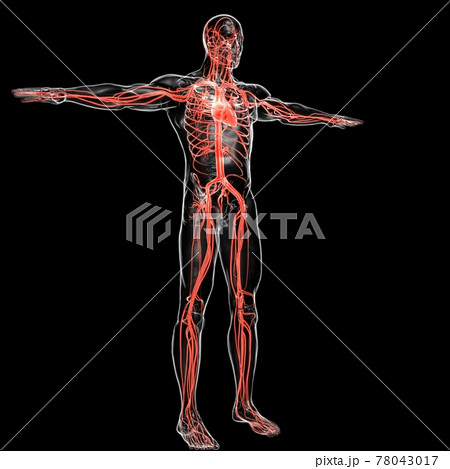 Human Heart With Circulatory System Anatomy For Medical Concept 3D Rendering Human Heart With Circulatory System Anatomy For Medical Concept 3D Rendering 78043017