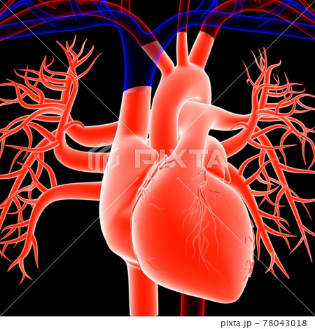 Human Heart Anatomy For Medical Concept 3D Rendering 78043018
