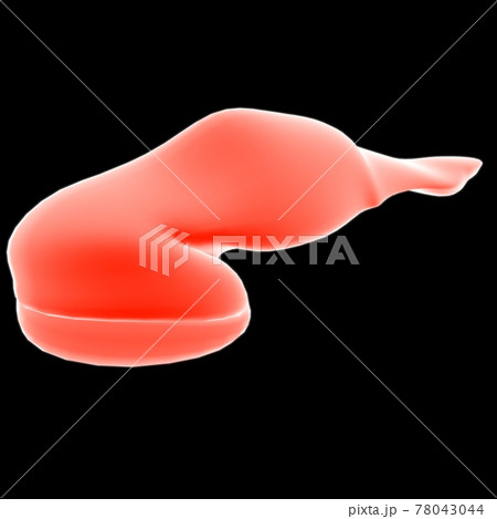 pancreas Human Digestive System Anatomy For Medical Concept 3D 78043044