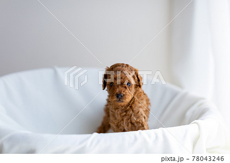 仔犬　トイプードル 78043246