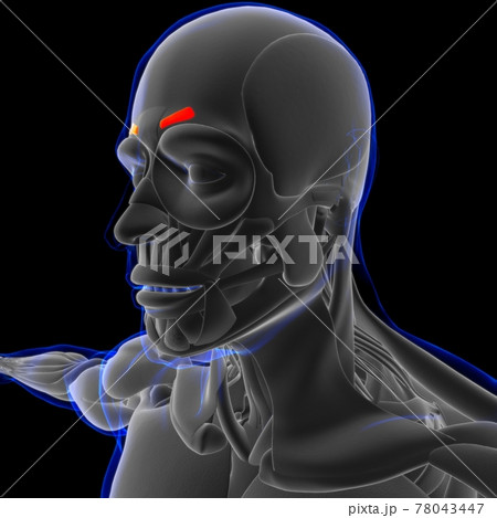Corrugator Supercilii Muscle Anatomy For Medical Concept 3D Corrugator Supercilii Muscle Anatomy For Medical Concept 3D 78043447