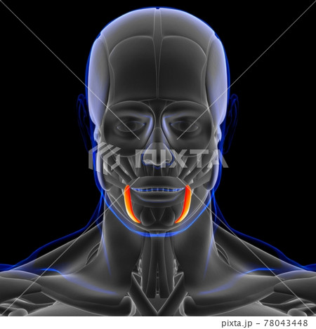 Depressor Anguli Oris Muscle Anatomy For Medical Concept 3D Depressor Anguli Oris Muscle Anatomy For Medical Concept 3D 78043448