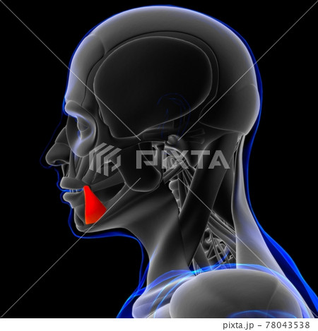 Depressor Anguli Oris Muscle Anatomy For Stock Illustration