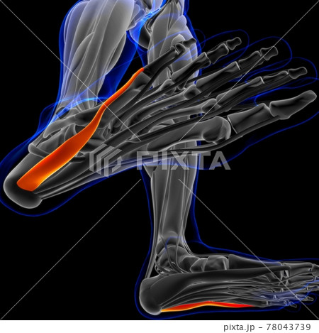 Abductor Digiti Minimi Muscle Anatomy For Medical Concept 3D Illustration 78043739