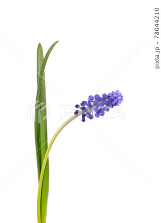 Muscari flower isolated on white background. Grape Hyacinth. Beautiful spring flowers. Muscari flower isolated on white background. Grape Hyacinth. Beautiful spring flowers. 78044210