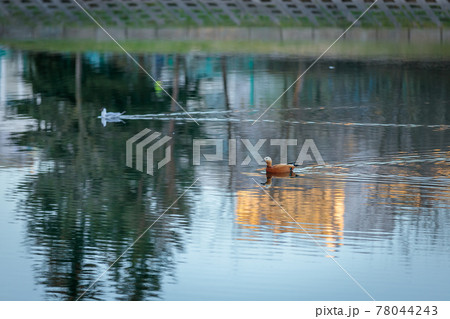 The duck swims in the city pond against the backdrop of the setting sun. The duck swims in the city pond against the backdrop of the setting sun. 78044243