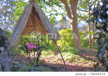 石光寺 寒ぼたん 石光寺 寒ぼたん 78044333