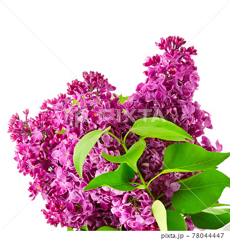 Lilac branch isolated on white . 78044447
