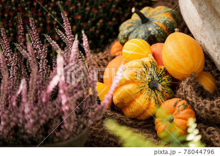 Autumn decoration with small colorful pumpkins and pink heather flowers 78044796