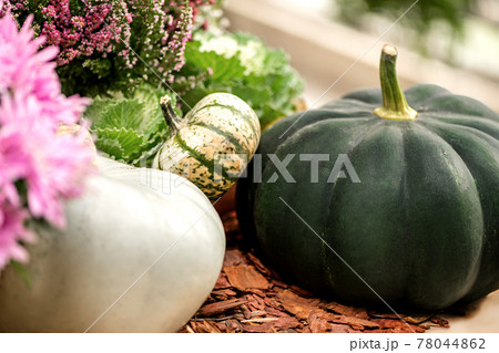 White and green different size harvested pumpkins among potted flowers and heathers 78044862