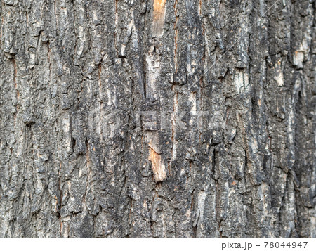 Bark texture and background of a old tree trunk. Detailed bark texture. 78044947