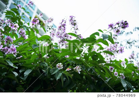 タイの桜の一つ、百日紅、サルスベリ、バナバ、オオバナサルスベリ 78044969