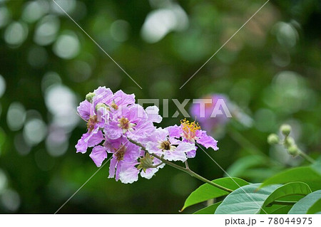 バナバ、オオバナサルスベリ(Banaba, Lagerstroemia speciosa) バナバ、オオバナサルスベリ(Banaba, Lagerstroemia speciosa) 78044975
