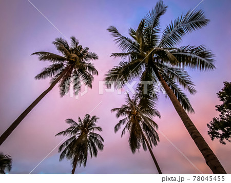 Palm trees at sunset in Koh Yo Yai, island between Krabi and Phuket in Thailand 78045455
