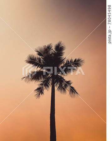 Palm trees at sunset in Koh Yo Yai, island between Krabi and Phuket in Thailand Palm trees at sunset in Koh Yo Yai, island between Krabi and Phuket in Thailand 78045498