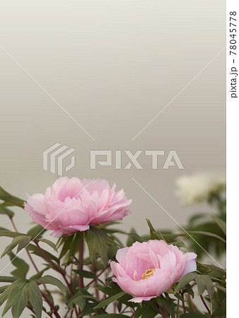 花 　牡丹　満開　芍薬　シャクヤク　植物 　ボタン　ボタン科  78045778