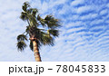 ヤシの木とうろこ雲 78045833