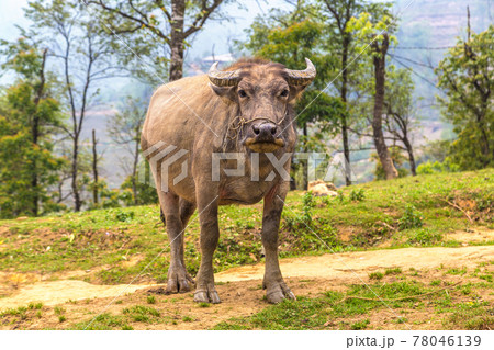 Water Buffalo in Sapa, Vietnam Water Buffalo in Sapa, Vietnam 78046139
