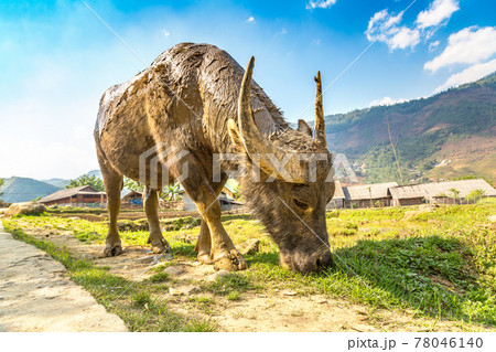 Water Buffalo in Sapa, Vietnam Water Buffalo in Sapa, Vietnam 78046140