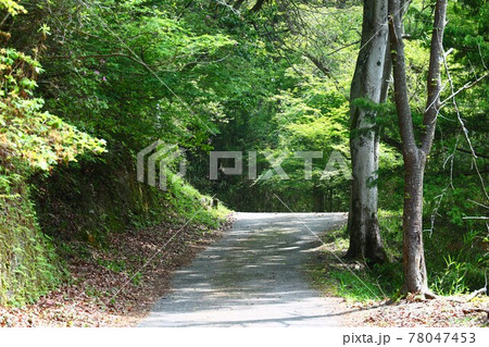 山城町森林公園の新緑 山城町森林公園の新緑 78047453