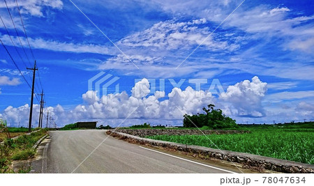 沖縄県宮古島 夏の青空とサトウキビ畑 沖縄県宮古島 夏の青空とサトウキビ畑 78047634