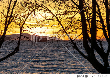 Sunset time at English Bay Beach, looking out from the silhouette of the tree branches. Vancouver City beautiful landscape. British Columbia, Canada. 78047798