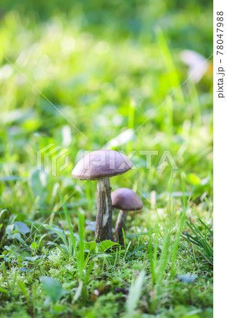 Brown edible mushroom in green grass in the forest. Leccinum scabrum or the rough-stemmed bolete. Brown edible mushroom in green grass in the forest. Leccinum scabrum or the rough-stemmed bolete. 78047988