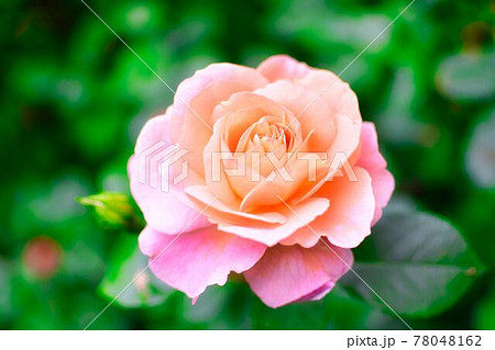 春のバラの花 78048162